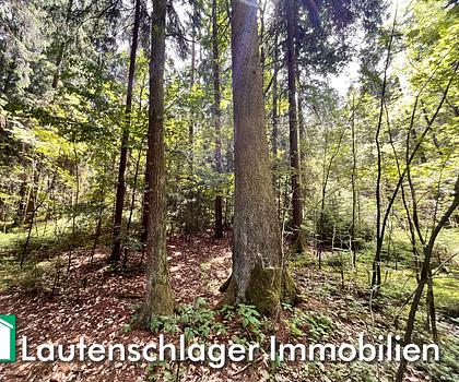 Waldgrundstück mit sehr gutem Bestand zwischen Leutenbach und Deining