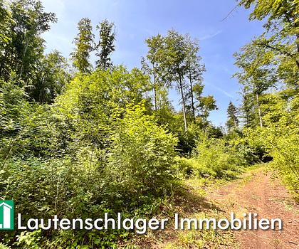 Ausgleichsfläche gesucht?
Optimales Grundstück bei Velburg