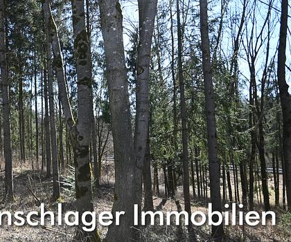 Mischwald oder Ausgleichsfläche bei Deining - Kleinalfalterbach