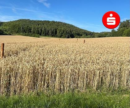 Schönes Baugrundstück in Neukirchen