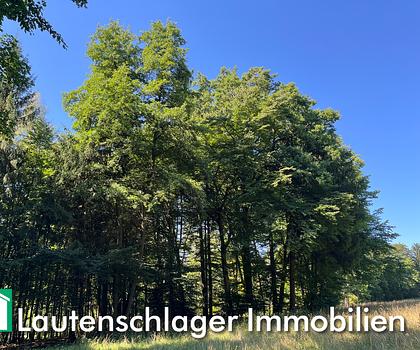 Optimale Größe für den Privathaushalt!
Mischwald in Pilsach