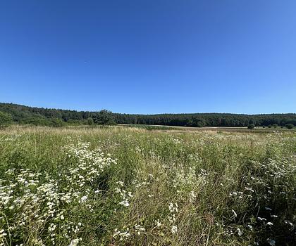 Aus EINS mach ZWEI! Großzügiger Bauplatz zum Bau eines Doppel- oder Einfamilienhauses in Hirschaid/Erlach