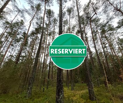 Waldfläche bei Pyrbaum - Dennenlohe