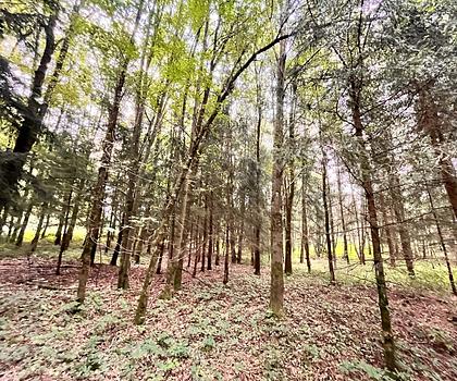 Optimale Waldfläche für den privaten Haushalt!
Mischwald bei Deining - Großalfalterbach